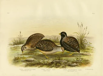 Kastanienrücken-Turnix, 1891